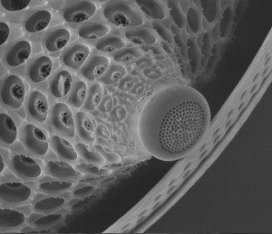 Diatom - Cerataulus smithii